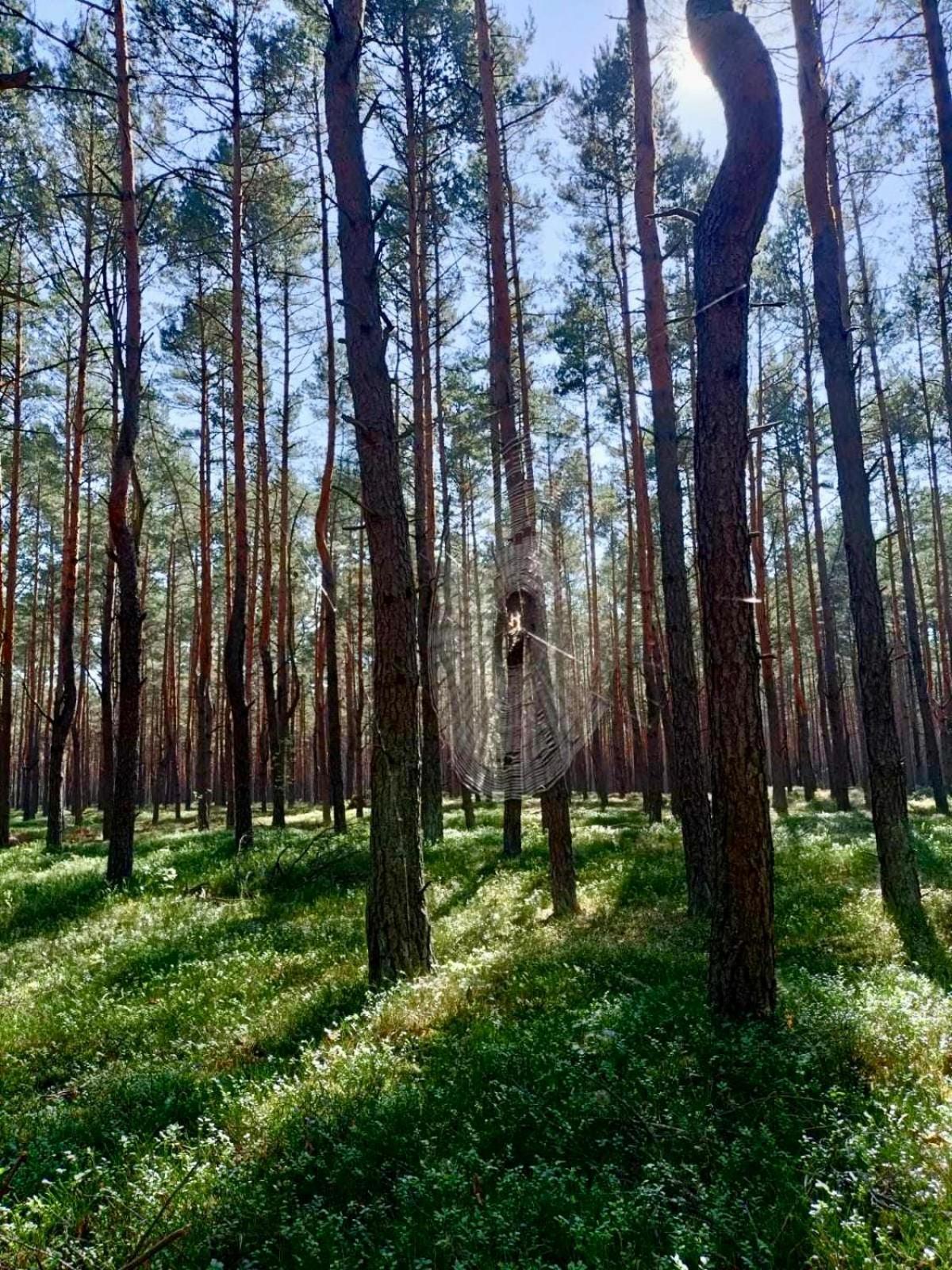 Lesniczowka Villa Rzadza Kültér fotó
