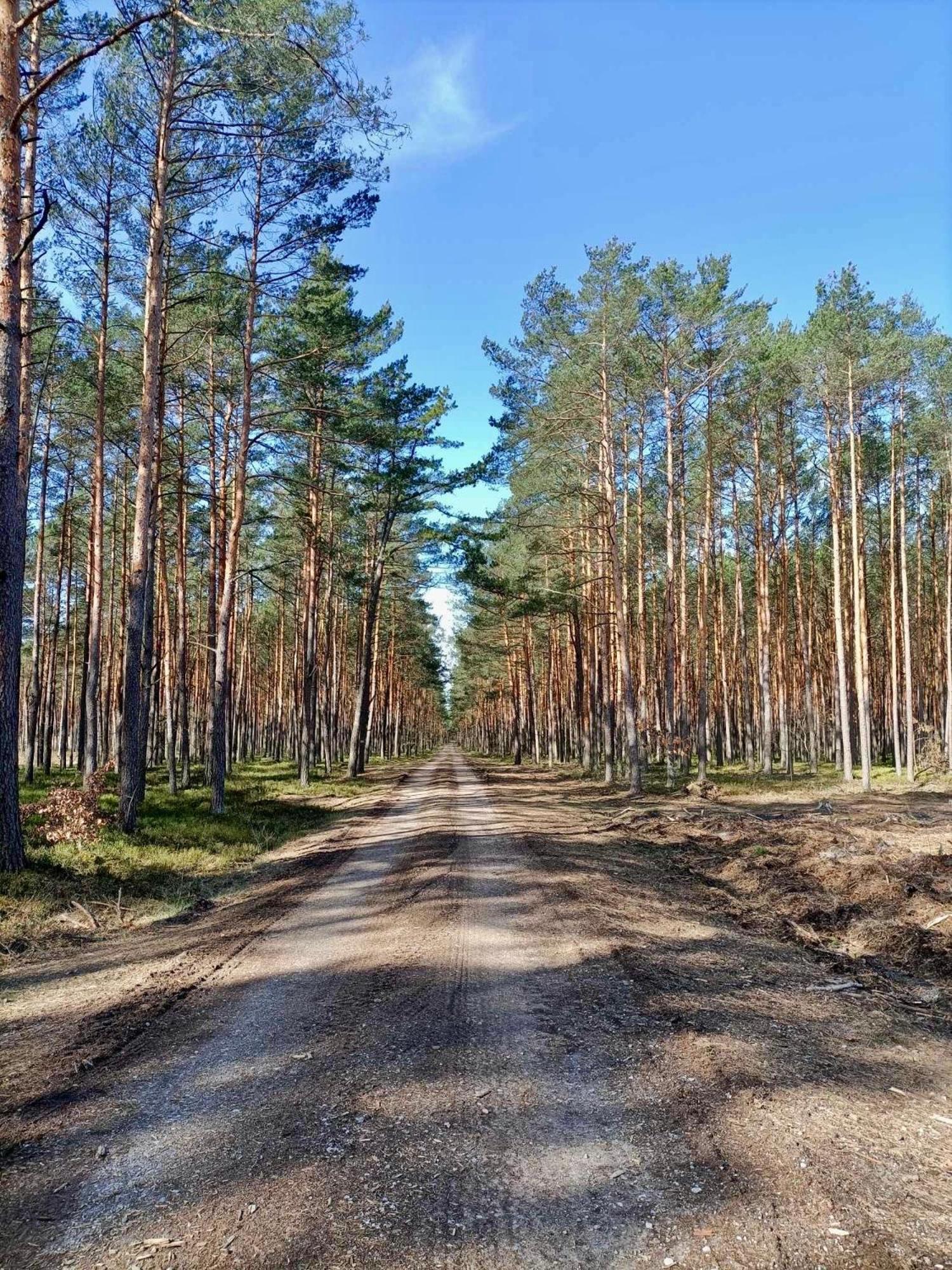 Lesniczowka Villa Rzadza Kültér fotó