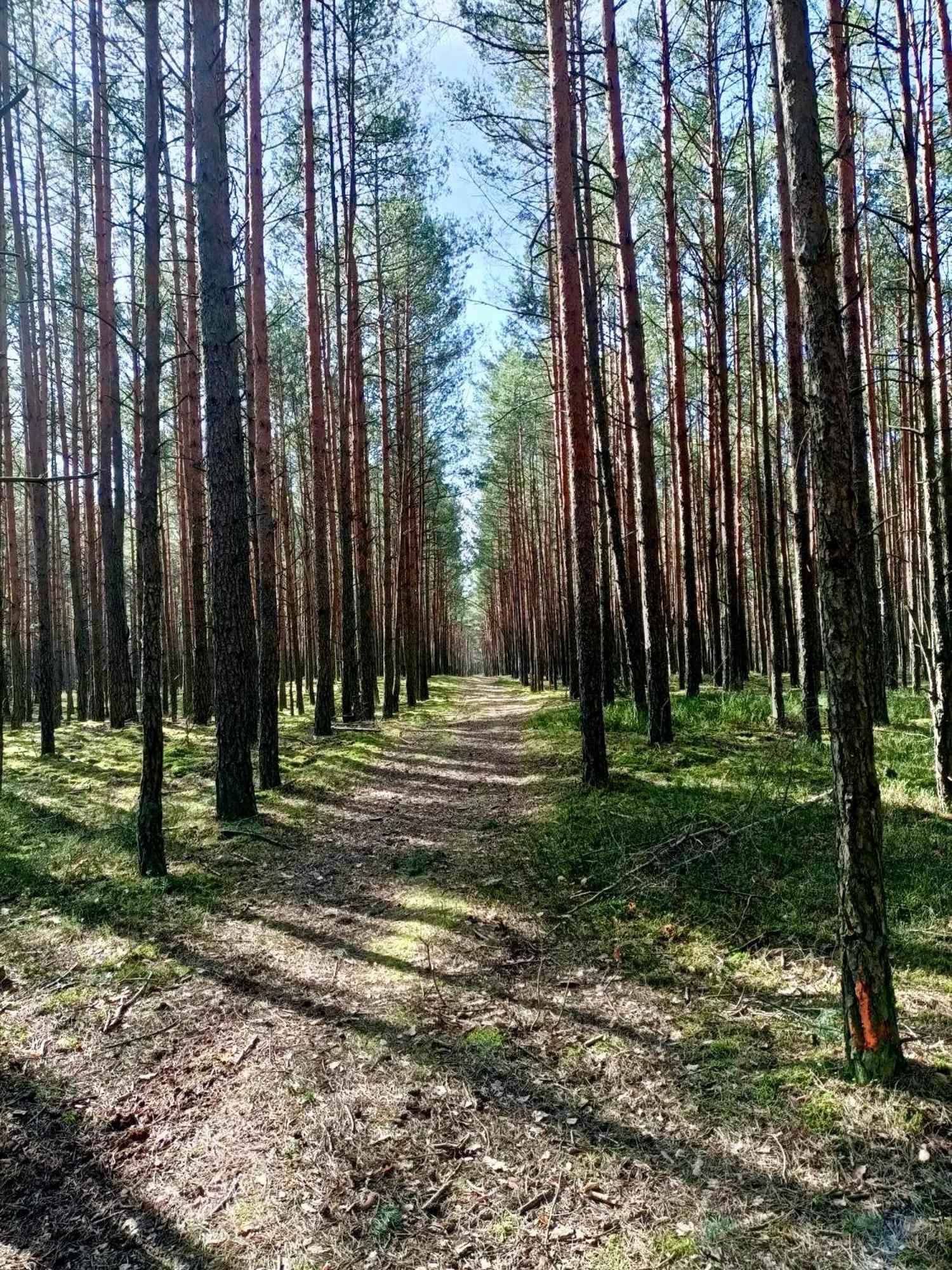 Lesniczowka Villa Rzadza Kültér fotó